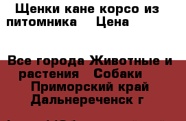 Щенки кане корсо из  питомника! › Цена ­ 65 000 - Все города Животные и растения » Собаки   . Приморский край,Дальнереченск г.
